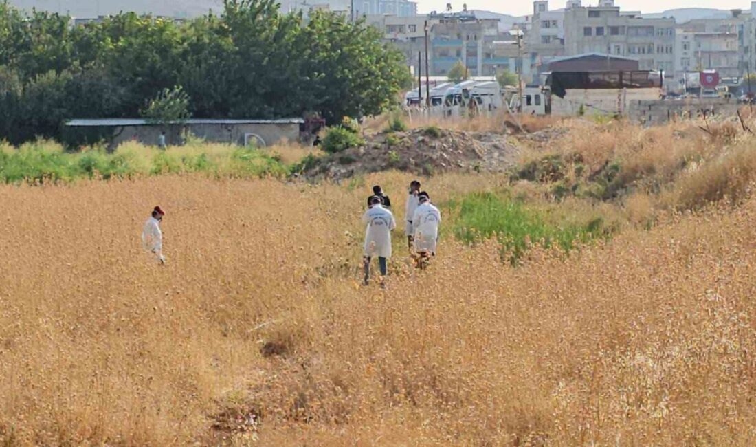 Şanlıurfa’da yaşanan olayda, vatandaşlar tarladan gelen kötü kokuların ardından boş