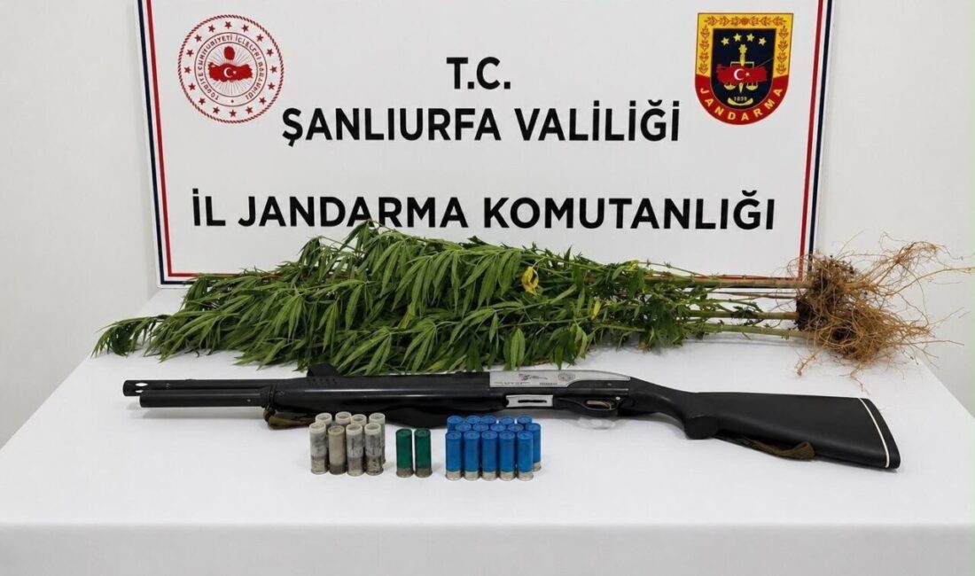 Şanlıurfa’da yasa dışı kenevir ekimiyle ilgili gerçekleştirilen operasyonda bir kişi