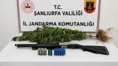 Şanlıurfa’da yasa dışı kenevir ekimiyle ilgili gerçekleştirilen operasyonda bir kişi