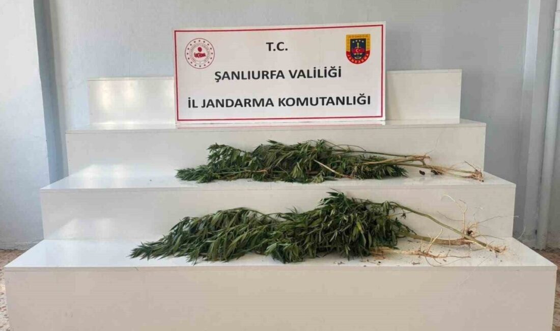 Şanlıurfa’nın Akçakale ve Viranşehir ilçelerinde yapılan operasyonlarda toplam 24 kök