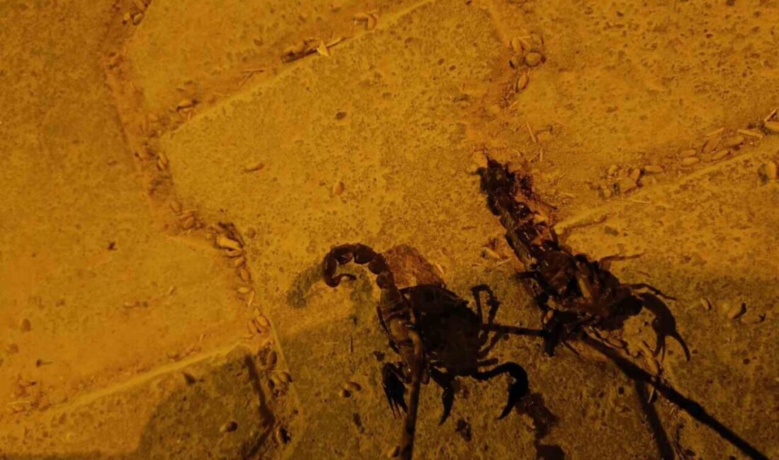 Batman’ın Binatlı köyünde yükselen sıcaklıklar, akrep popülasyonunda artışa neden olarak