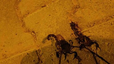 Batman’ın Binatlı köyünde yükselen sıcaklıklar, akrep popülasyonunda artışa neden olarak