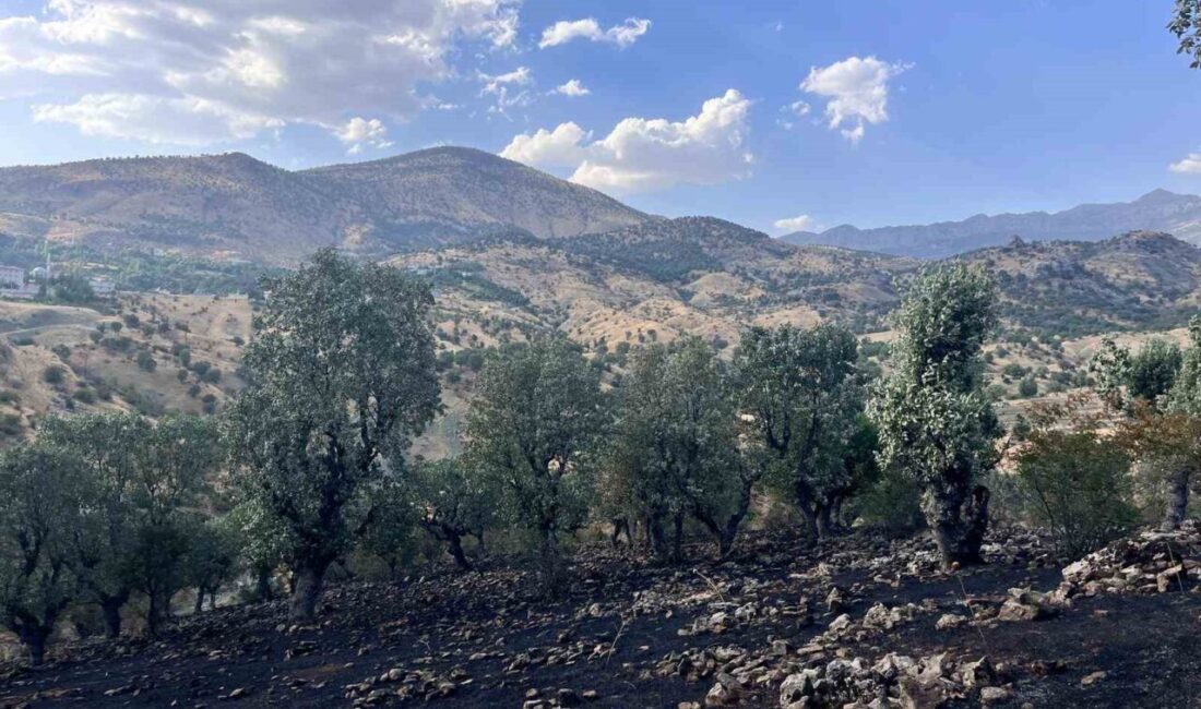 Siirt genelindeki orman ve arazi yangınlarına Orman İşletme Müdürlüğü ekipleri