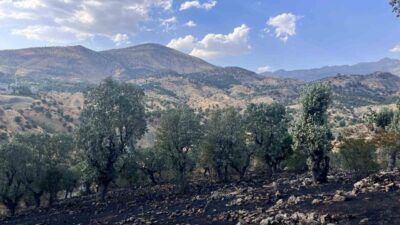 Siirt genelindeki orman ve arazi yangınlarına Orman İşletme Müdürlüğü ekipleri