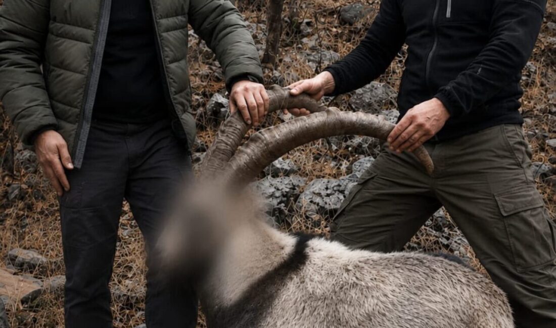 Şirvan ilçesinde koruma altındaki 5 yaban keçisini yasa dışı avlayan