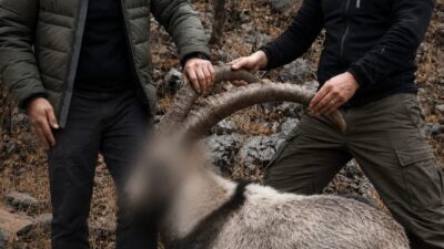 Şirvan ilçesinde koruma altındaki 5 yaban keçisini yasa dışı avlayan
