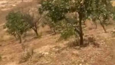Siirt’te fıstık hasadına çok az zaman kala, yaban domuzlarının neden
