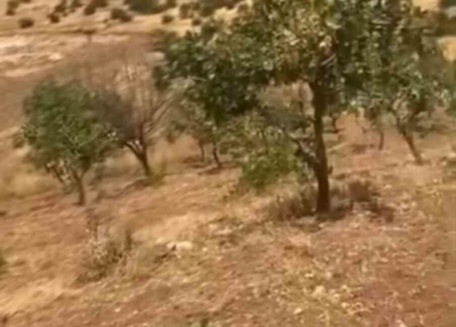 Siirt’te fıstık hasadına çok az zaman kala, yaban domuzlarının neden