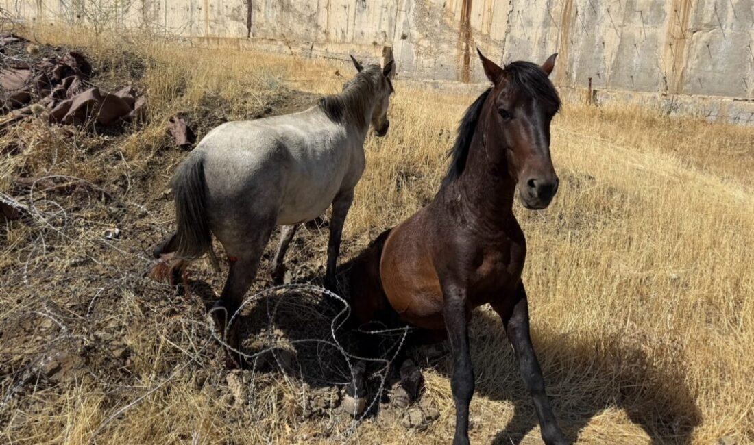 Hakkari’nin Derecik ilçesinde sınır bölgesinde tellere takılarak yaralanan 2 at,