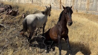 Hakkari’nin Derecik ilçesinde sınır bölgesinde tellere takılarak yaralanan 2 at,
