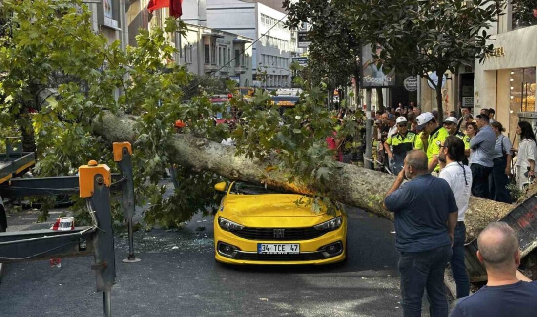 İstanbul’un Şişli ilçesinde bulunan Teşvikiye Caddesi üzerindeki bir çınar ağacı,