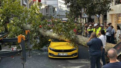İstanbul’un Şişli ilçesinde bulunan Teşvikiye Caddesi üzerindeki bir çınar ağacı,