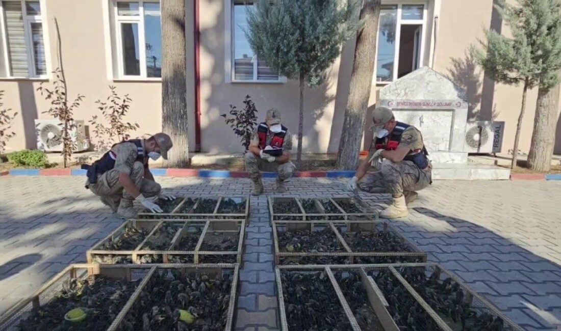 Hatay ilinde jandarma tarafından gerçekleştirilen kontrollerde Suriye sınırında traktör römorkunda