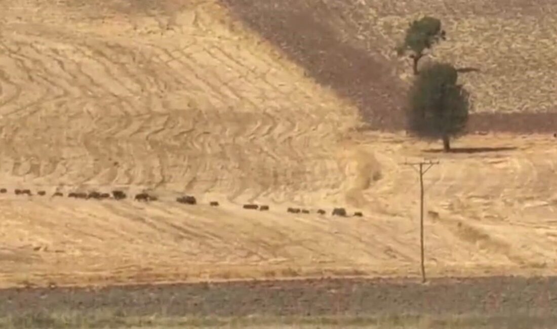 Tunceli’nin Çemişgezek ilçesinde bir vatandaş, Akçapınar köyü yakınlarında Elazığ-Tunceli karayolunda