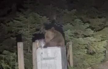 Uludağ Milli Parkı’nda aç kalan bir ayının, Sarıalan bölgesinde çöp