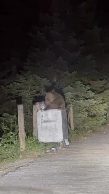 Uludağ Milli Parkı’nda aç kalan bir ayının, Sarıalan bölgesinde çöp
