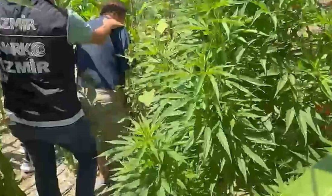 İzmir’in Urla ilçesinde gerçekleştirilen bir operasyonda, bir tarlada yasa dışı