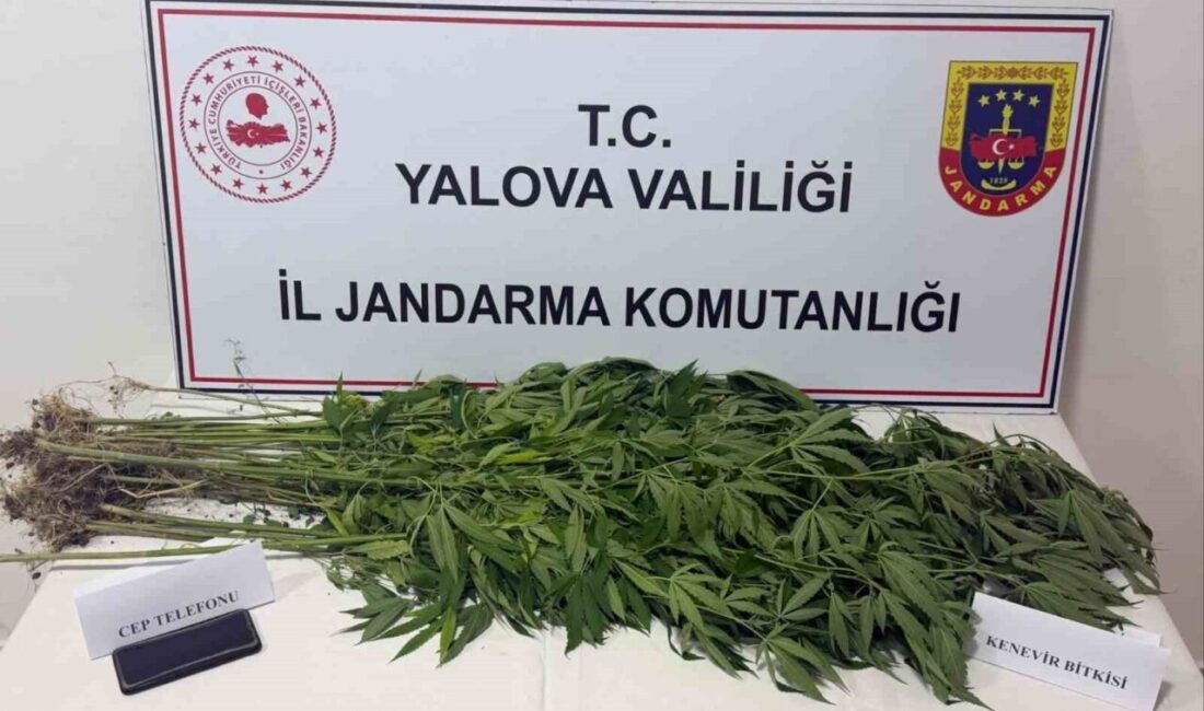 Yalova’da Jandarma ekipleri tarafından düzenlenen operasyonlarda uyuşturucu ticareti yaptığı şüphelenilen