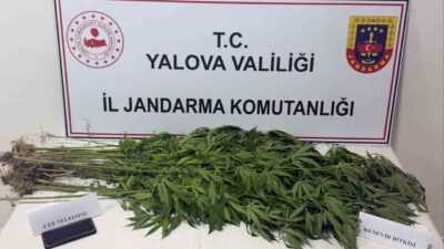 Yalova’da Jandarma ekipleri tarafından düzenlenen operasyonlarda uyuşturucu ticareti yaptığı şüphelenilen