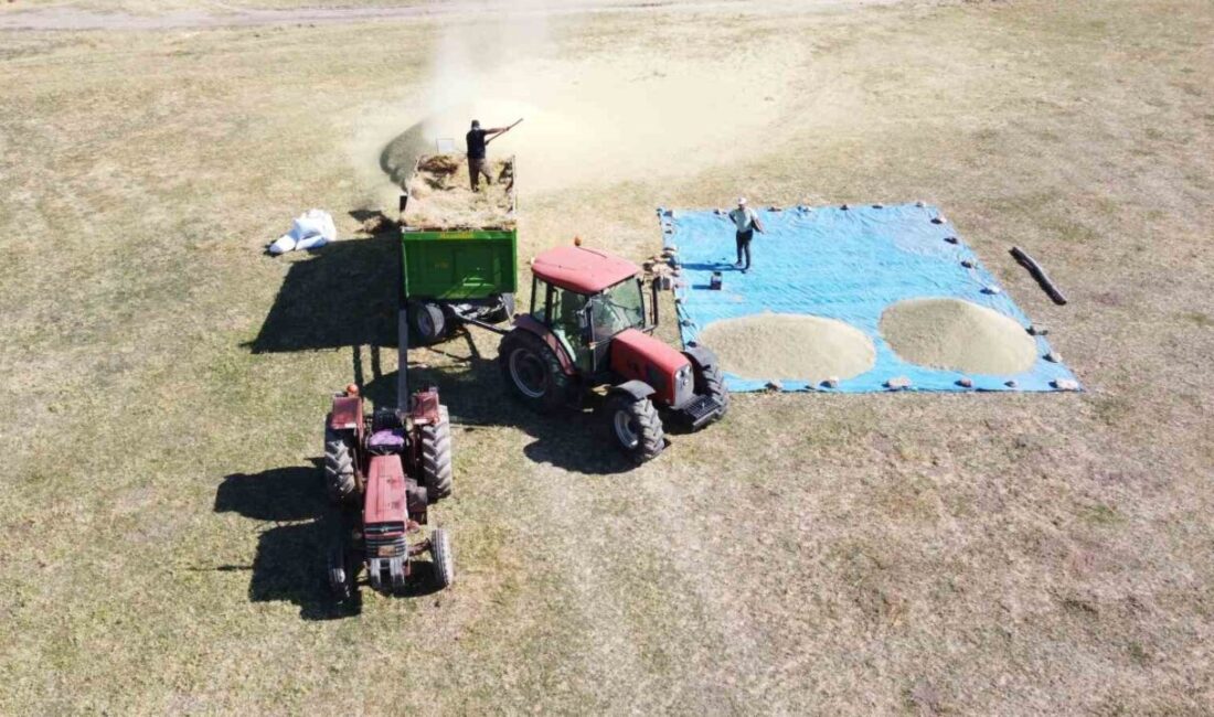 Yozgat’ta yeşil mercimek üretiminin önemli merkezlerinden biri olan İnceçayır ve
