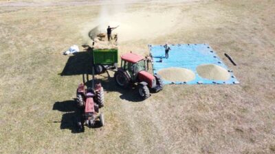 Yozgat’ta yeşil mercimek üretiminin önemli merkezlerinden biri olan İnceçayır ve