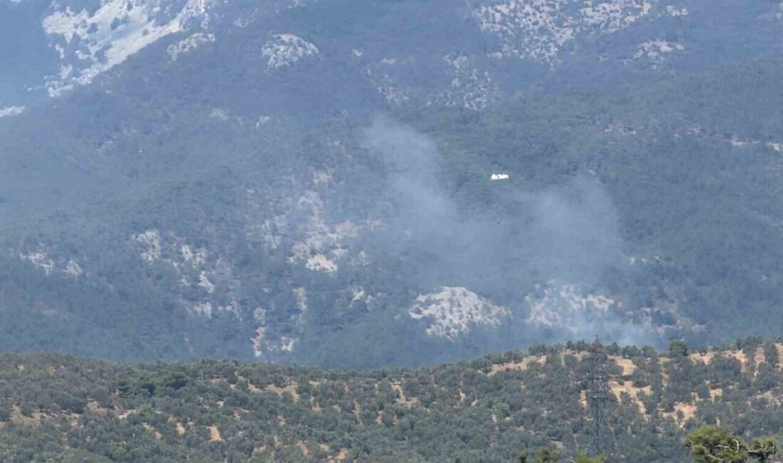 Balıkesir’in Edremit ilçesine bağlı Mehmetalan Mahallesi üst kesimlerindeki bir zeytinlik