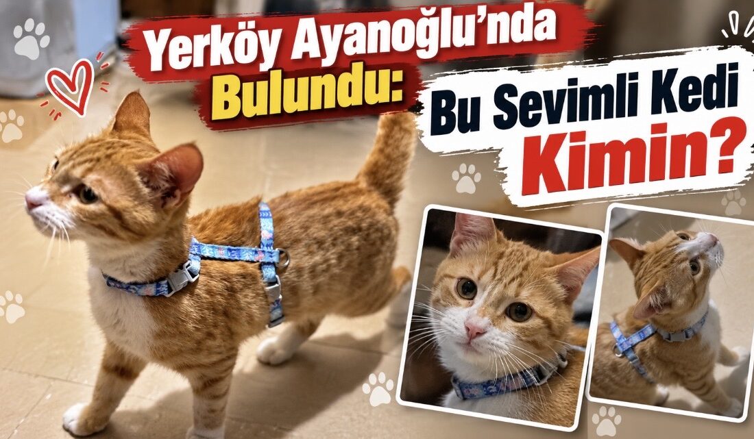 Yozgat’ın Yerköy ilçesi Ayanoğlu Mahallesi Bedri Aydın Caddesi üzerinde yer