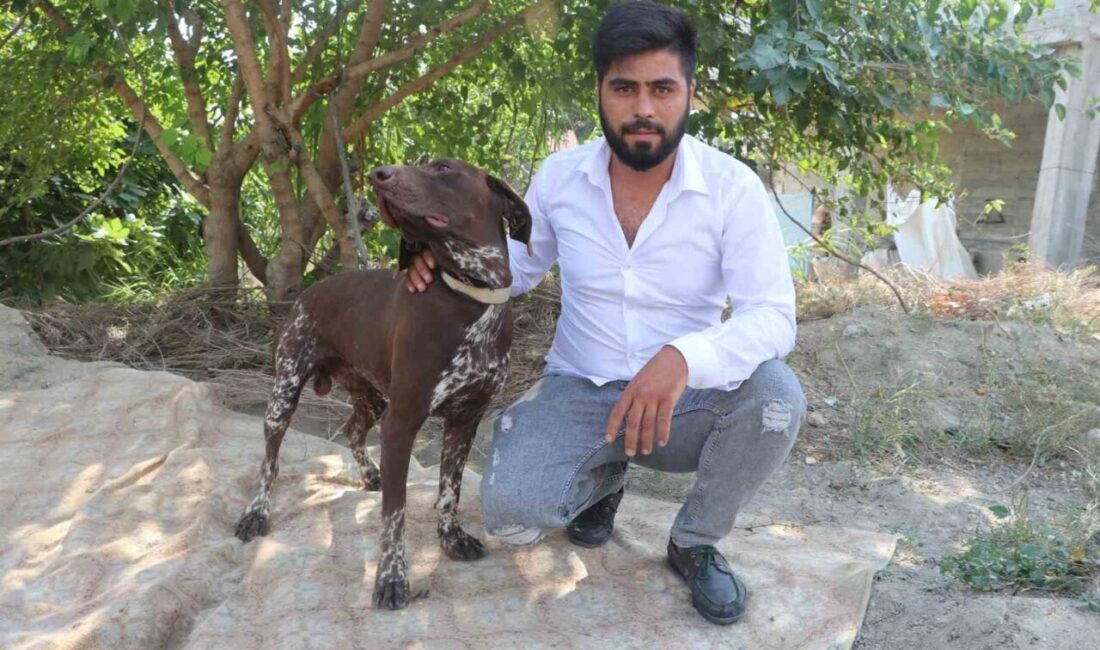 Adana’da bir çiftçiye ait olan Boncuk isimli Kurzhaar cinsi köpeğe