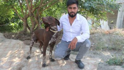Adana’da bir çiftçiye ait olan Boncuk isimli Kurzhaar cinsi köpeğe