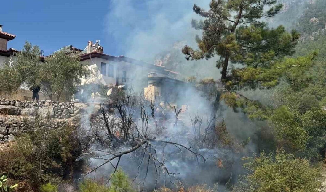Muğla’nın Ula ilçesine bağlı Akyaka Mahallesi’nde evlere yakın bir zeytinlik