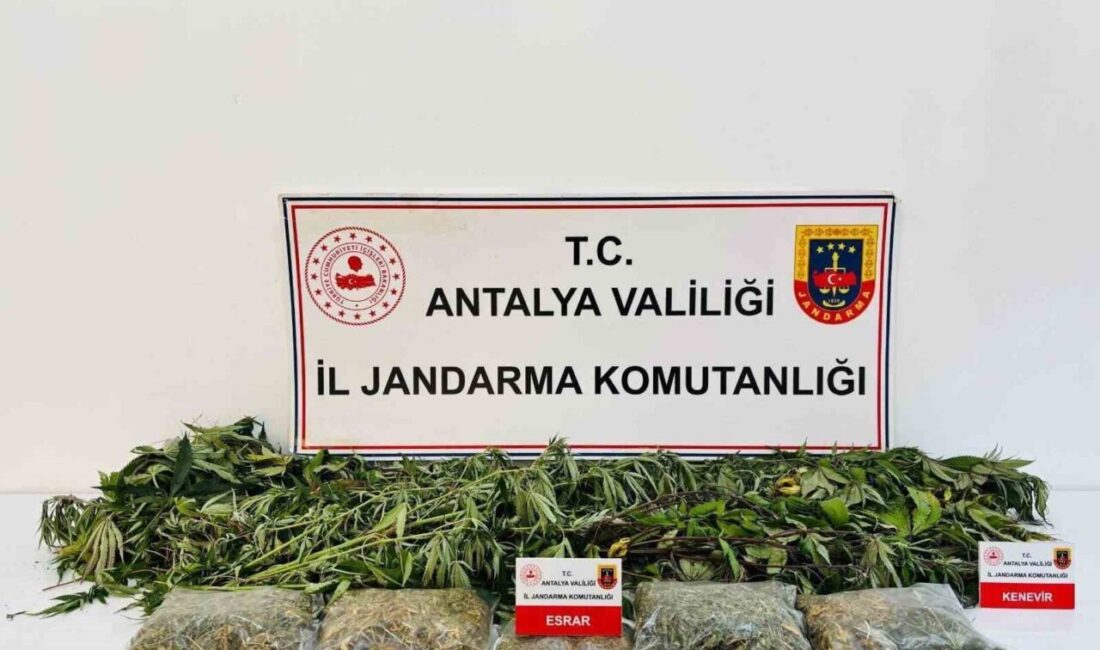 Antalya’nın Alanya ilçesinde gerçekleştirilen bir uyuşturucu operasyonunda, 24 kök kenevir
