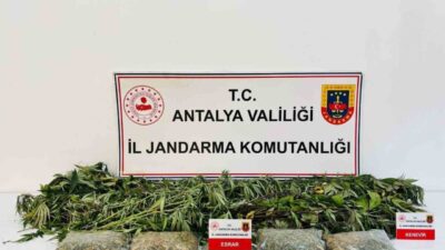 Antalya’nın Alanya ilçesinde gerçekleştirilen bir uyuşturucu operasyonunda, 24 kök kenevir