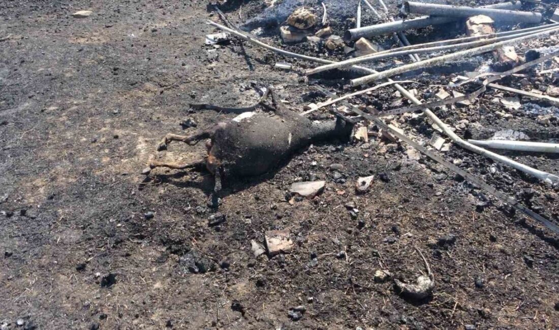 Manavgat ilçesine bağlı Gündoğdu Mahallesi’nde, hayvan ağılının yanında başlayan yangın