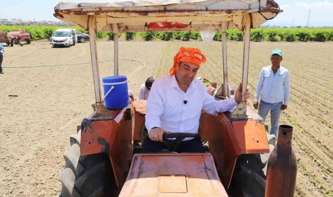 Saruhanlı Belediye Başkanı Ekrem Cıllı, üzüm hasadı sırasında yaşadığı kaza