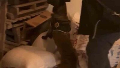 Bingöl İl Emniyet Müdürlüğü Narkotik Suçlarla Mücadele Şube Müdürlüğü ekipleri,