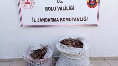 Bolu’da jandarma ekipleri tarafından gerçekleştirilen denetimde, izinsiz salyangoz topladığı tespit