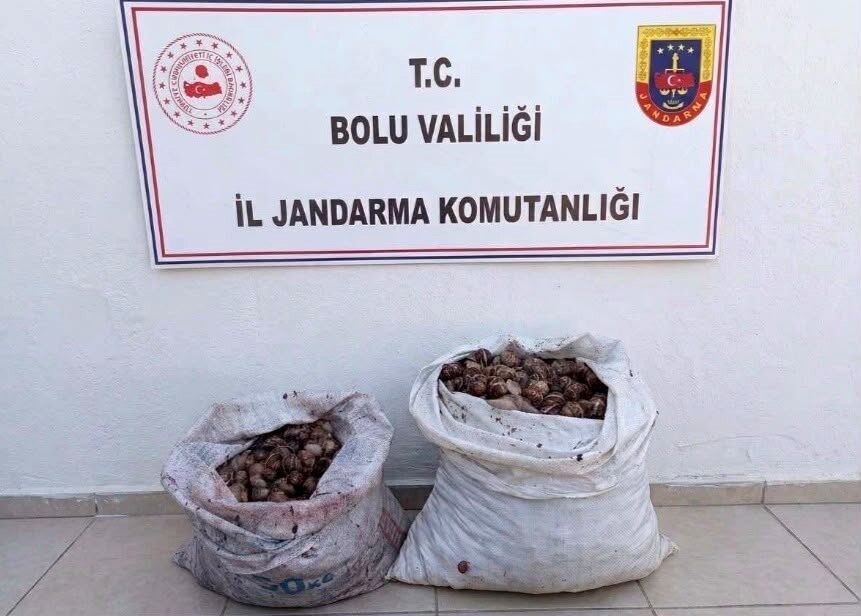 Bolu’da jandarma ekipleri tarafından gerçekleştirilen denetimde, izinsiz salyangoz topladığı tespit
