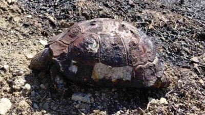 Mudurnu ilçesinde bir evin bahçesinden başlayan ve ormanlık alanı tehdit