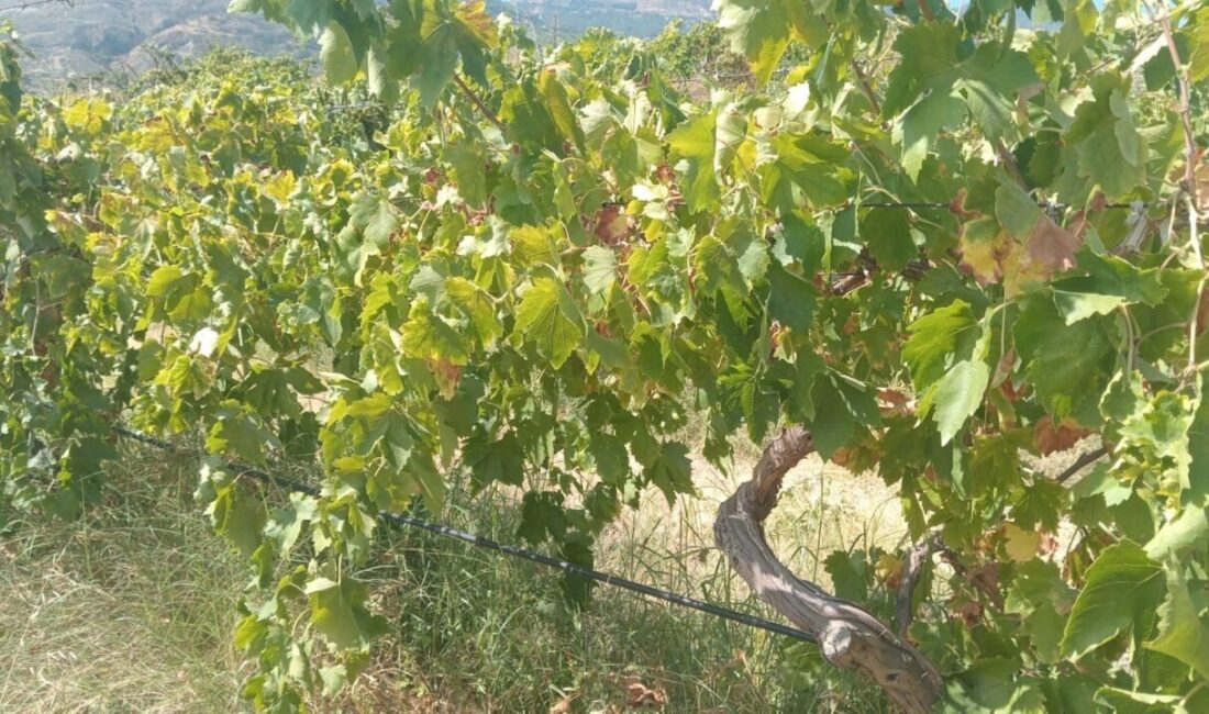 Buldan’da son günlerde meydana gelen bir olayda, yaklaşık 2 ton
