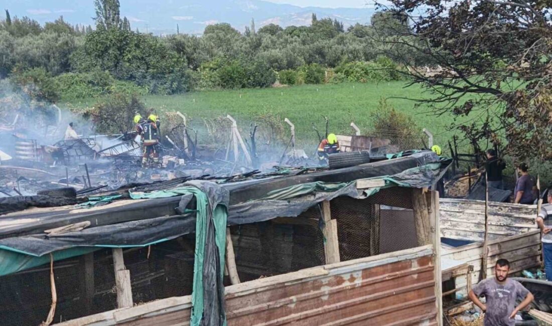 Balıkesir iline bağlı Burhaniye ilçesinde, Memiş Mahallesi’nde bir ahırın yanında