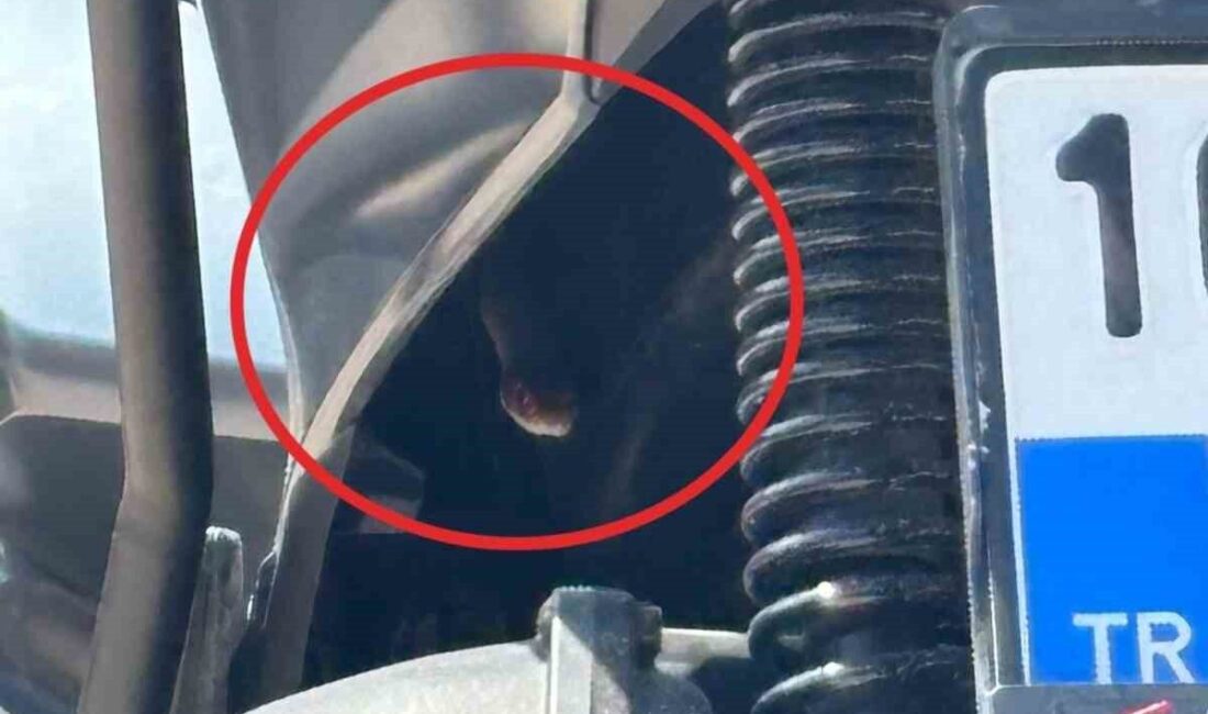 Bursa’nın İnegöl ilçesinde bir motosikletin içinden çıkan yılan, sürücünün endişeli
