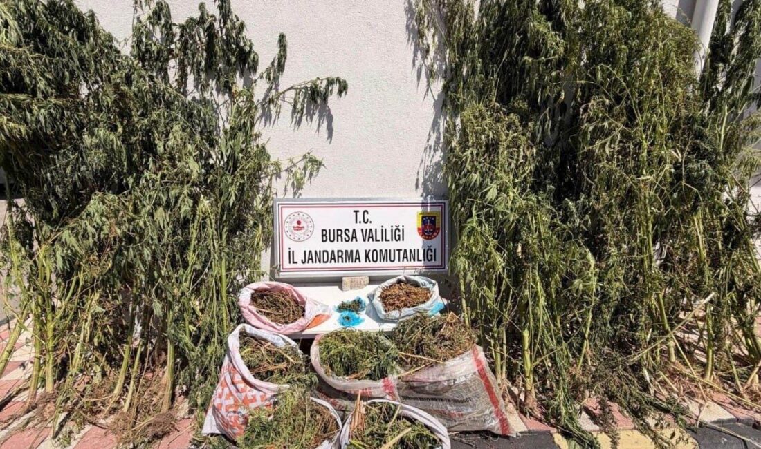 Bursa’nın Karacabey ilçesinde jandarma birimleri tarafından gerçekleştirilen uyuşturucu operasyonunda 22