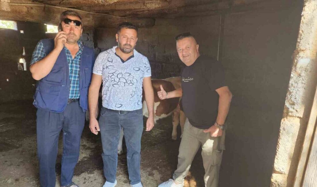 Çivril ilçesine bağlı İğdir Mahallesi’nde kaybolan iki buzağı, mahalle sakinleri