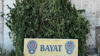Çorum’un Bayat ilçesindeki bir çiftlikte gerçekleştirilen polis operasyonunda 46 kök