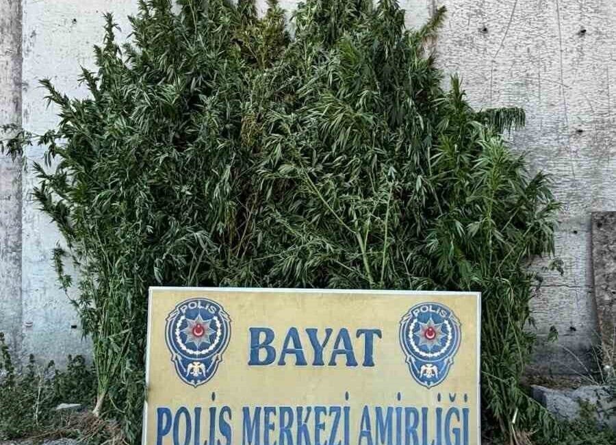 Çorum’un Bayat ilçesindeki bir çiftlikte gerçekleştirilen polis operasyonunda 46 kök