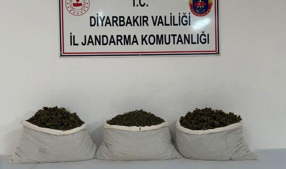 Diyarbakır’da Jandarma ekipleri tarafından gerçekleştirilen operasyonlarda 253,752 kök kenevir ve