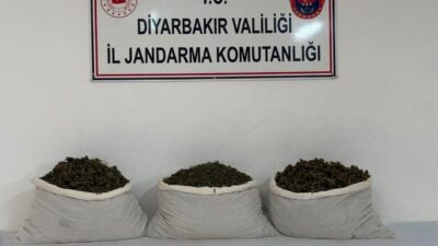 Diyarbakır’da Jandarma ekipleri tarafından gerçekleştirilen operasyonlarda 253,752 kök kenevir ve
