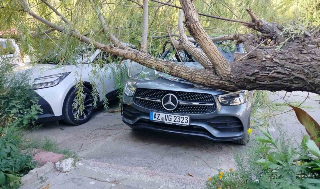 Keban ilçesinde etkili olan şiddetli fırtına sebebiyle bir ağaç araçların