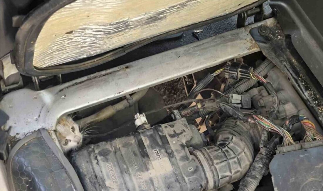 Erzincan’da bir aracın motor kısmında sıkışıp kalan yavru kedi, itfaiye