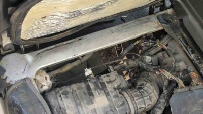 Erzincan’da bir aracın motor kısmında sıkışıp kalan yavru kedi, itfaiye